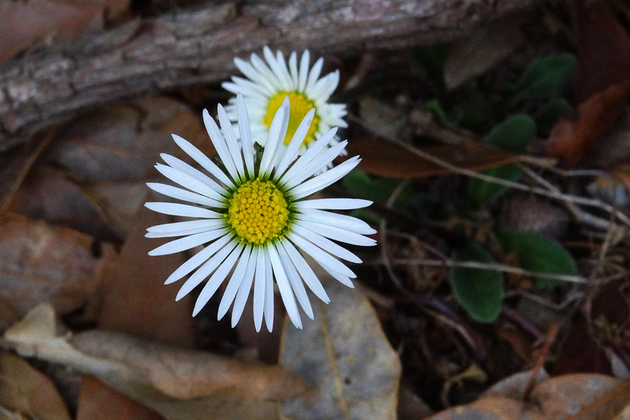 Bellis da identificare